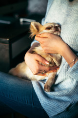 A little chihuahua is laying in the arms of his owner
