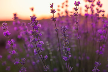 Naklejka premium Soft and blurry focus of lavender flowers under the sunrise light. Natural field closeup background in Provence, France.