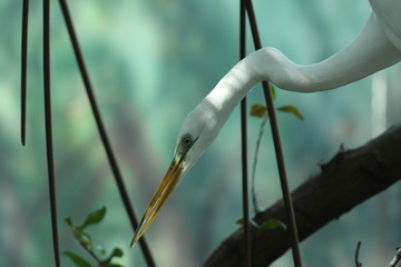 Portrait of a North American Great White Egret / Florida Bird and Wildlife 