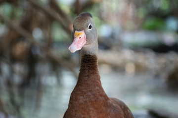 Portrait of a Whistling Duck / Bird