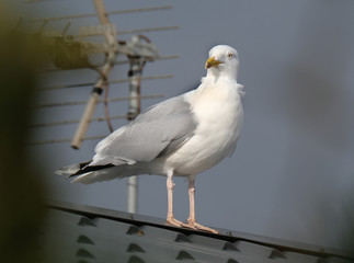Herrinbg gull on roof looking for food.