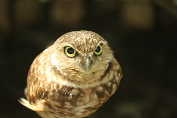 Portrait of a Burrowing owl / Florida Wildlife and bird 