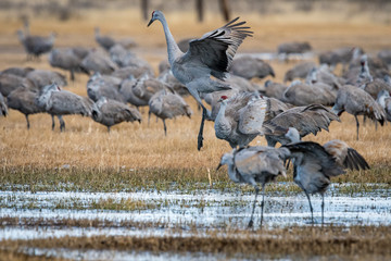 Sandhill Cranes during the annual spring migration in Monte Vista, Colorado