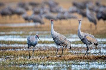 Sandhill Cranes during the annual spring migration in Monte Vista, Colorado