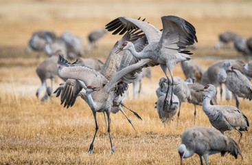 Sandhill Cranes during the annual spring migration in Monte Vista, Colorado