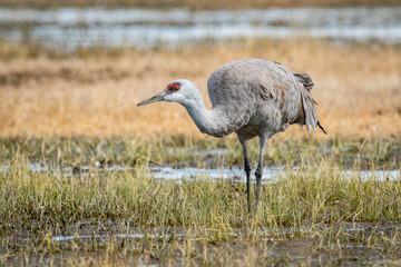 Obraz premium Sandhill Cranes during the annual spring migration in Monte Vista, Colorado
