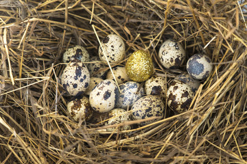Naklejka na ściany i meble eggs in the nest and one golden