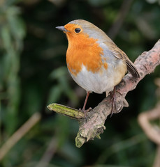 Robin feeding in the snow.