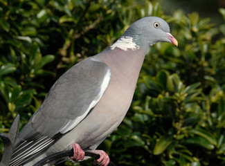Woodpigeon in urban house garden