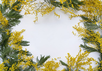 flowers of mimosa on a white background, spring background, texture
