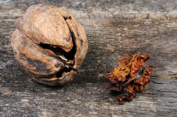 The cracked walnut shell and the dried kernel of the walnut. Front view.	