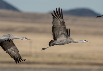 Sandhill Cranes during the annual spring migration in Monte Vista, Colorado