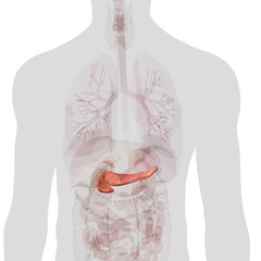 Pancreas Isolated within Torso on White