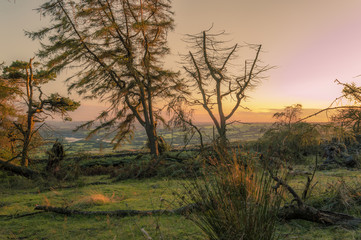 Fototapeta na wymiar Golden light illuminates the trees as the sun sets on the Roaches, Staffordshire in the Peak District National park.