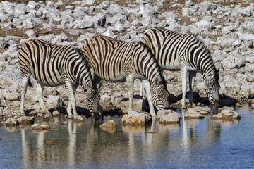 Fototapeta na wymiar A small herd of zebra drinking in Okaukejo waterhole in Etosha National Park in Namibia