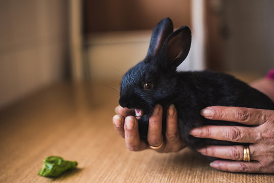 Hands holding cute black bunny