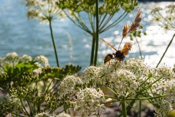 Wespe auf weißer Blüte vor Fluss und blauem Himmel