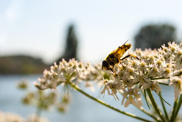Wespe auf weißer Blüte vor Fluss und blauem Himmel