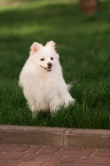 Cute white spitz dog outdoor