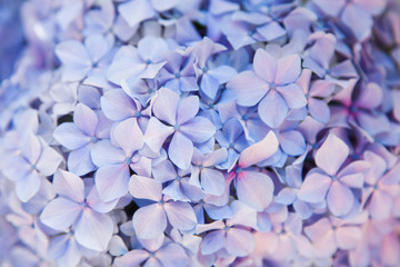 Obraz premium Beautiful flowers background and pattern. Hydrangea bushes are blue, lilac, violet, pink. Flowers are blooming in spring and summer.
