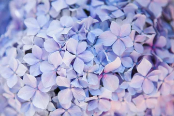 Foto op Aluminium Beautiful flowers background and pattern. Hydrangea bushes are blue, lilac, violet, pink. Flowers are blooming in spring and summer. © Marina April