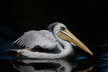 Pink-backed pelican (Pelecanus rufescens)