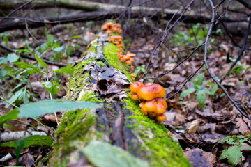 Orange mushroom with green moss on the tree