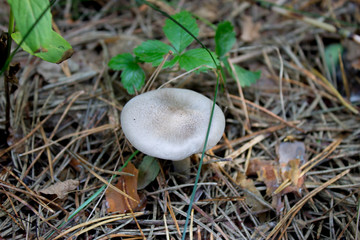Grey mushroom in the spruce forest 