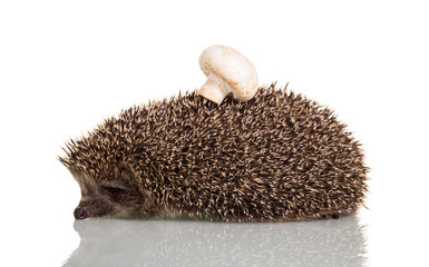 Grey prickly hedgehog with mushroom on thorns isolated on white