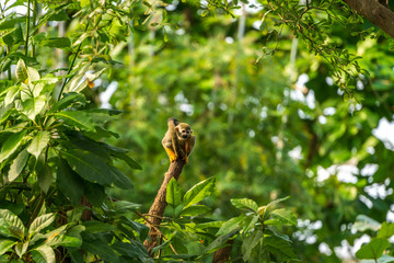 Squirrel Monkey on a tree trunk