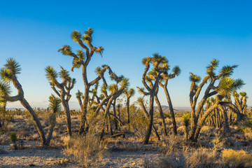 Fototapeta na wymiar Line of tangled Joshua Trees stands in the midst of the Mojave Desert in southern California.