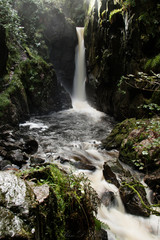 Fototapeta premium Stanley Force