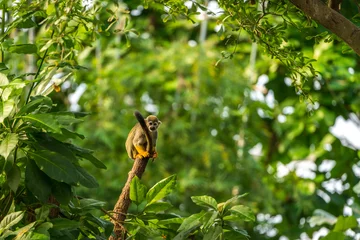 Fotobehang Aap Squirrel Monkey on a tree trunk