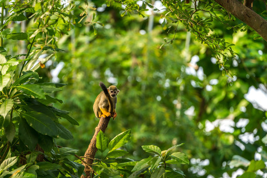 Squirrel Monkey on a tree trunk