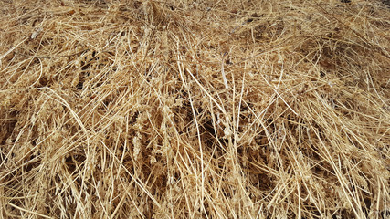 Dry grass