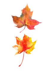 Beautiful bright autumn leaf. Watercolor autumn leaf. Watercolor background.