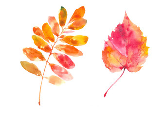 Populus tremula autumn leaf. Caragana arborescence leaf. Autumn. Watercolor background.