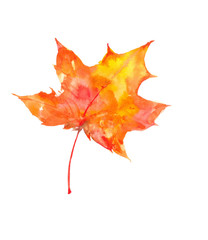 Beautiful bright autumn leaf. Watercolor autumn leaf. Watercolor background.