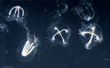 Hydroid polyp, jellyfish stage fushes among plankton. Perfect tetrameric symmetry
