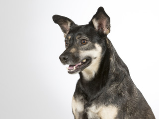 Small and cute dog in a studio.