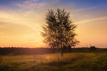 Birch tree over bright sunrise.