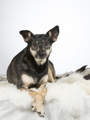 Small and cute dog in a studio.