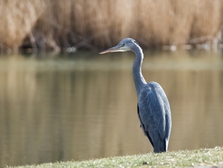Reiher am Seeufer
