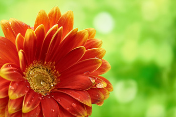 Beautiful orange flower Gerbera with water drops on green abstract background. Macro photography of gerbera flower.