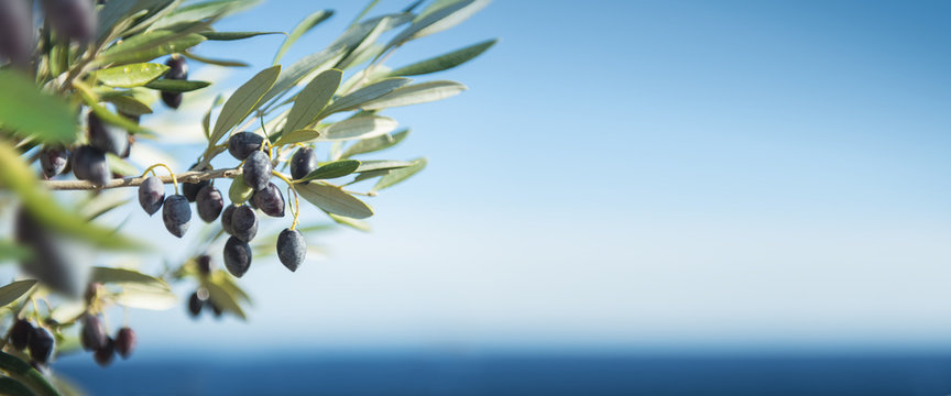 Olives by the Sea Panorama