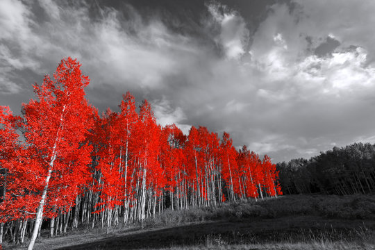 Fototapeta Red trees in surreal black and white landscape