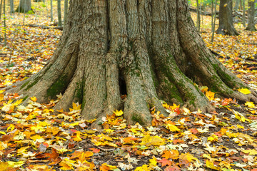 Fall Foliage And Tree Trunk