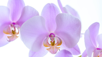 Orchidee - Nahaufnahme