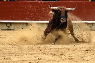 Zelfklevend Fotobehang toro en plaza de toros de españa © sergio