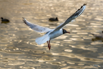 white seagull flying over a lake